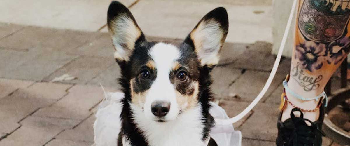 The Cardigan Welsh Corgi: A Loyal Companion with a Rich Heritage