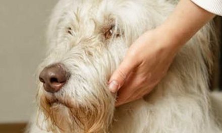 The Catalan Sheepdog: A Versatile Companion