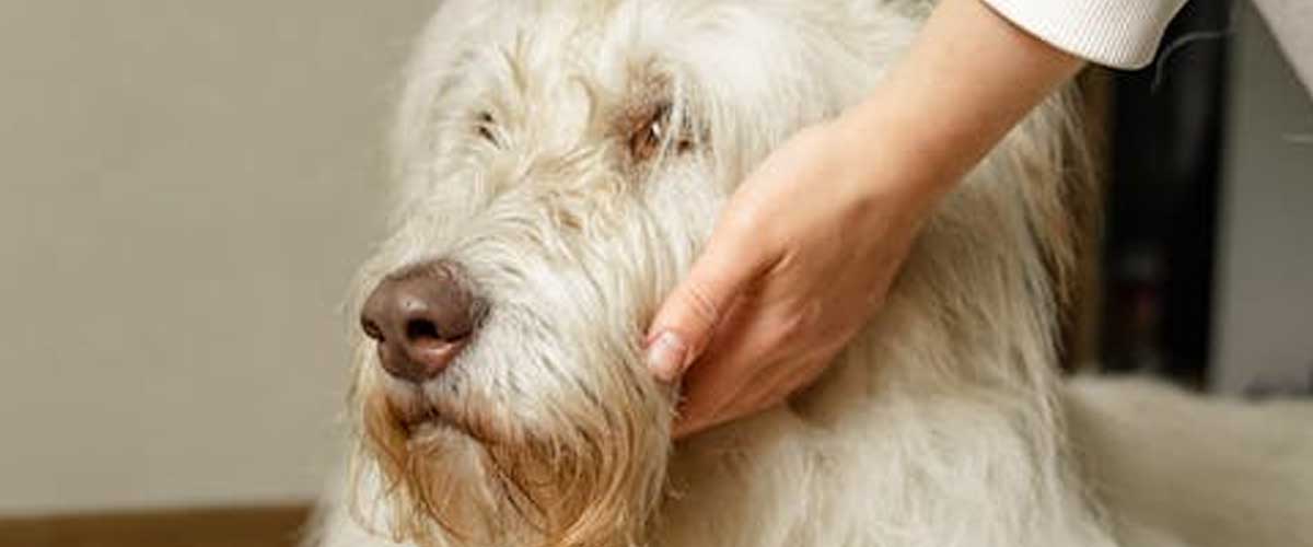 The Catalan Sheepdog: A Versatile Companion