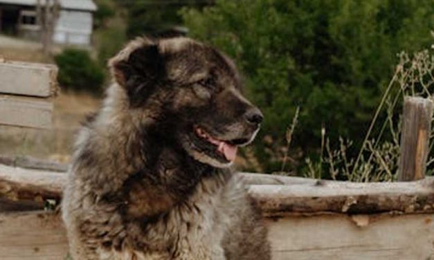 The Caucasian Sheepdog: A Noble Guardian of the Pastures