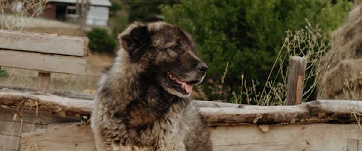 The Caucasian Sheepdog: A Noble Guardian of the Pastures