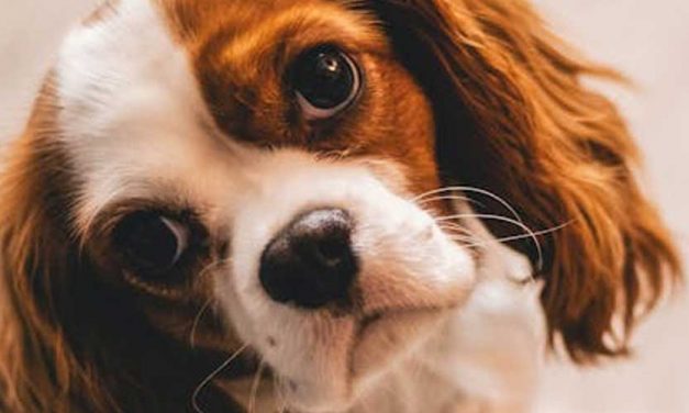 The Elegant Cavalier King Charles Spaniel: A Gentle Companion