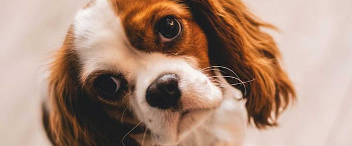 The Elegant Cavalier King Charles Spaniel: A Gentle Companion