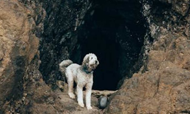 The Incredible Role of Cave Rescue Dogs