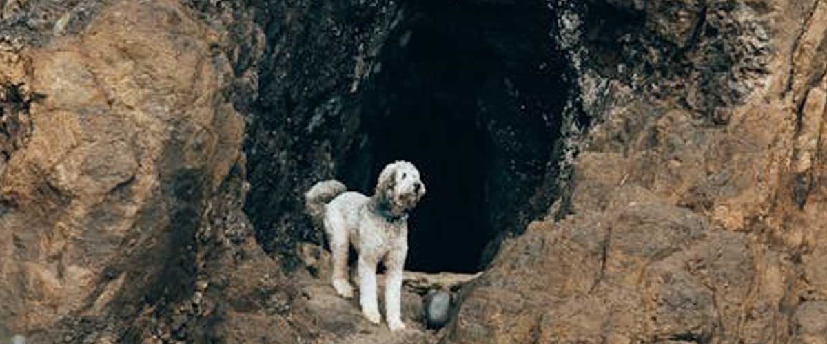 The Incredible Role of Cave Rescue Dogs