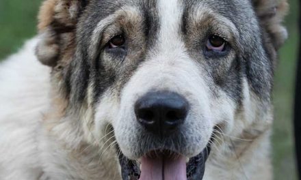 The Central Asian Shepherd Dog: Guardian of the Heart and Home