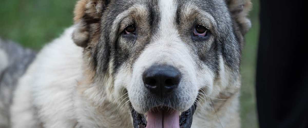 The Central Asian Shepherd Dog: Guardian of the Heart and Home