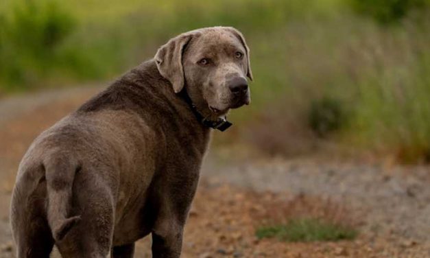The Chesapeake Bay Retriever: An Overview of a Versatile Companion