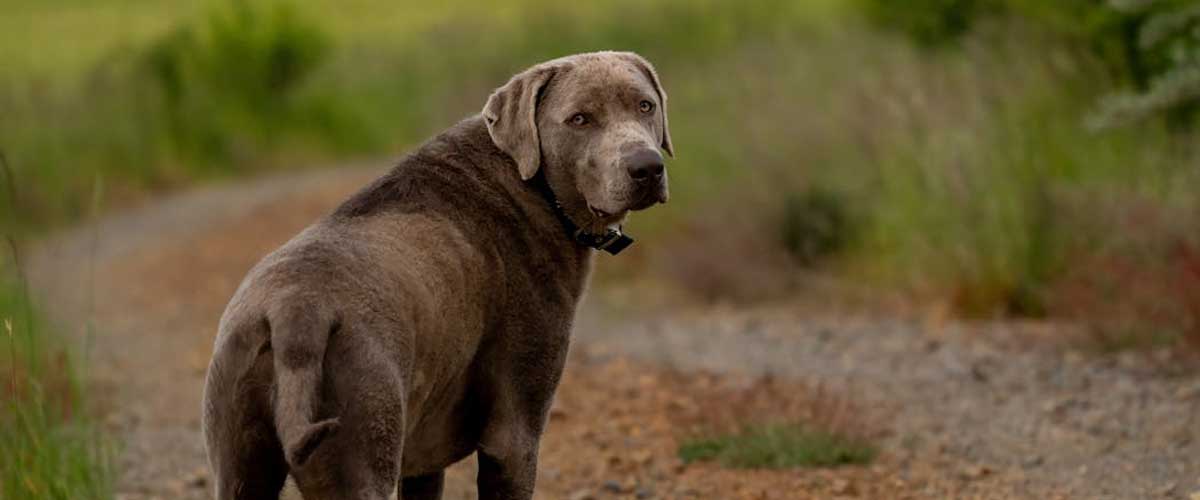 The Chesapeake Bay Retriever: An Overview of a Versatile Companion