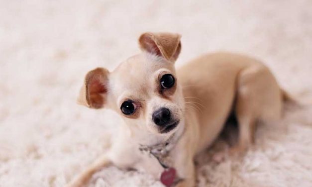 The Charming Chihuahua: A Deep Dive into the Smallest Dog Breed