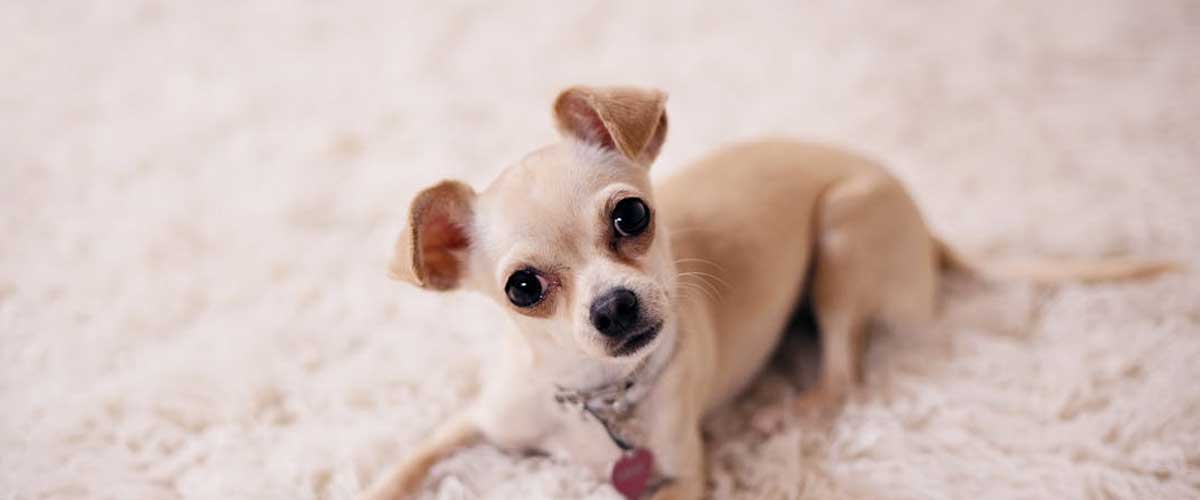 The Charming Chihuahua: A Deep Dive into the Smallest Dog Breed