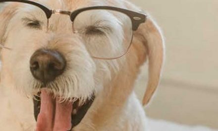 The Do’s and Don’ts of Dog Training for Children