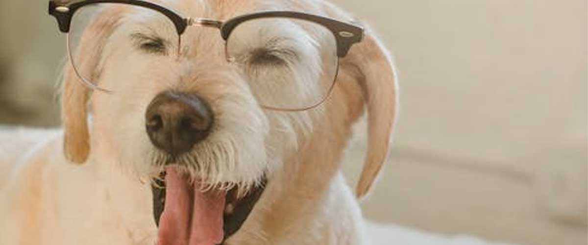 The Do’s and Don’ts of Dog Training for Children