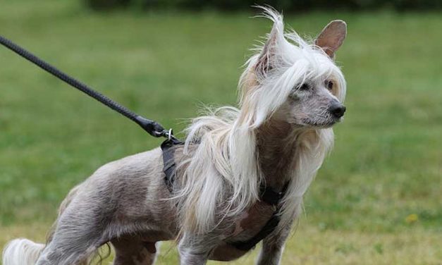 The Chinese Crested Dog: A Unique and Affectionate Companion