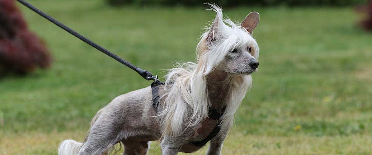 The Chinese Crested Dog: A Unique and Affectionate Companion