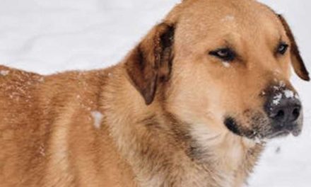 The Chinook Dog Breed: A Loyal Companion and Versatile Worker