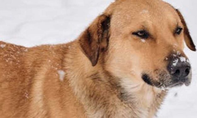 The Chinook Dog Breed: A Loyal Companion and Versatile Worker