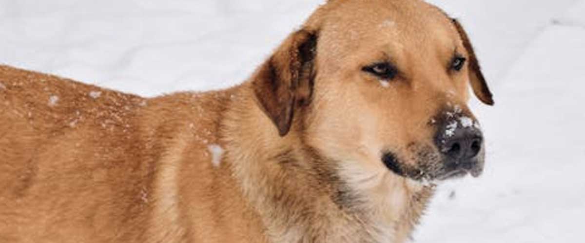 The Chinook Dog Breed: A Loyal Companion and Versatile Worker