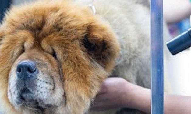 Chow Chow: The Regal Furry Companion
