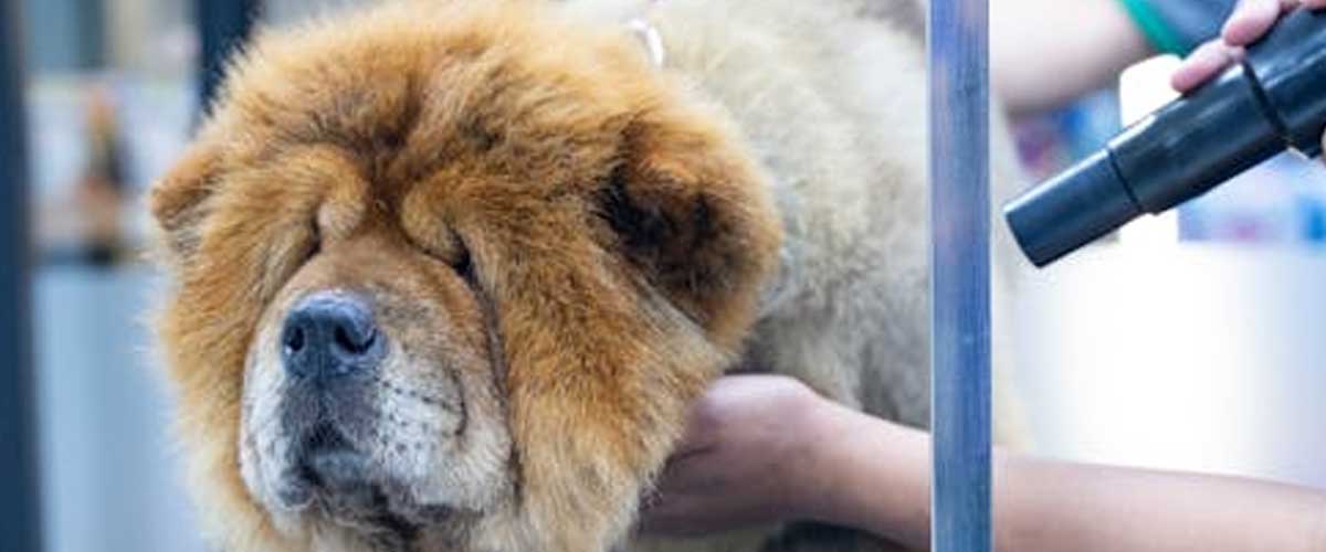 Chow Chow: The Regal Furry Companion