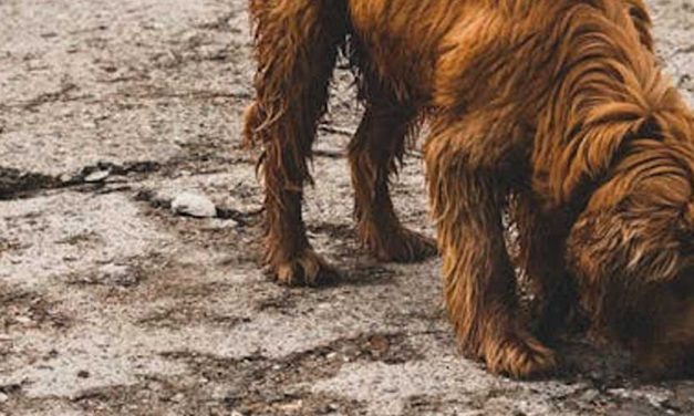 Clumber Spaniel: The Gentle Giant of the Dog World