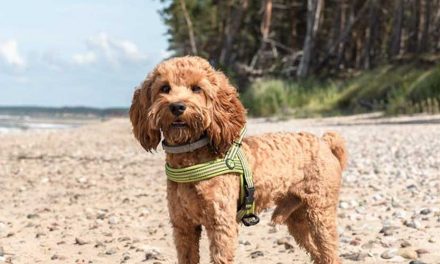 Cockerpoo: The Adorable Hybrid Dog Breed