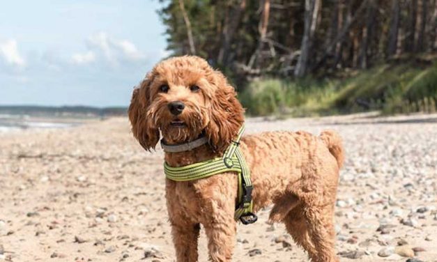 Cockerpoo: The Adorable Hybrid Dog Breed