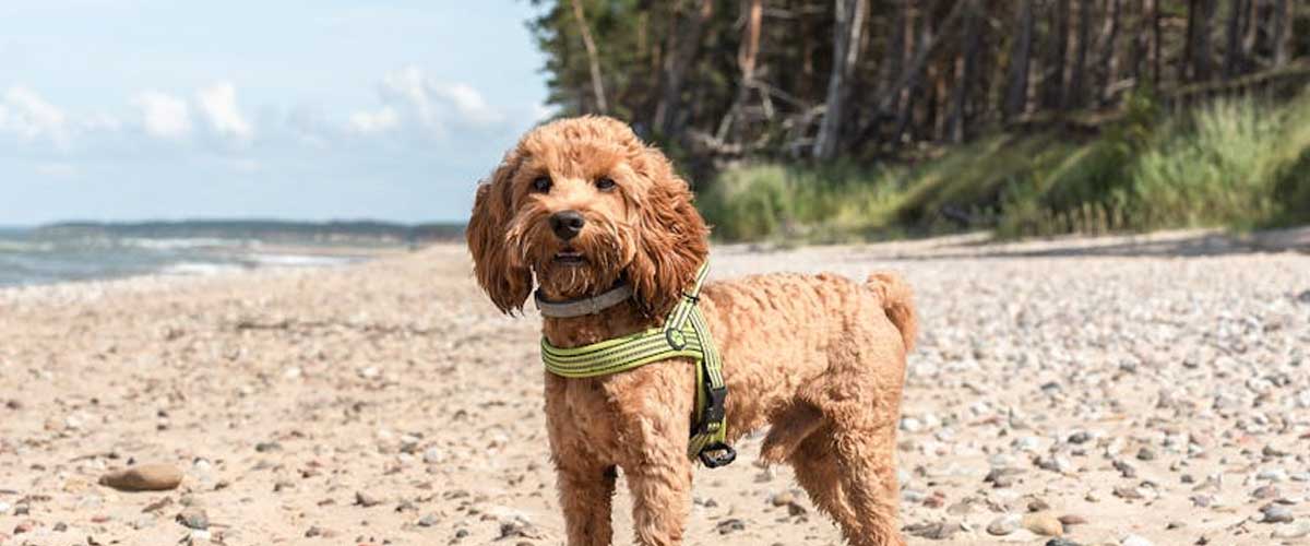 Cockerpoo: The Adorable Hybrid Dog Breed