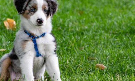 Collar or Harness: Which is Better for Your Dog?