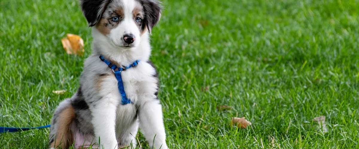 Collar or Harness: Which is Better for Your Dog?