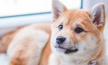 Are Some Dogs Colorblind?