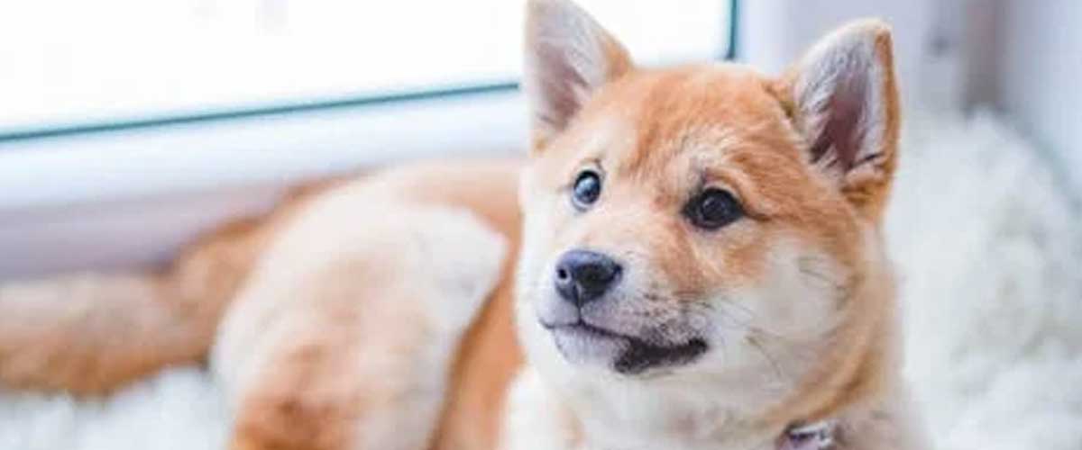 Are Some Dogs Colorblind?