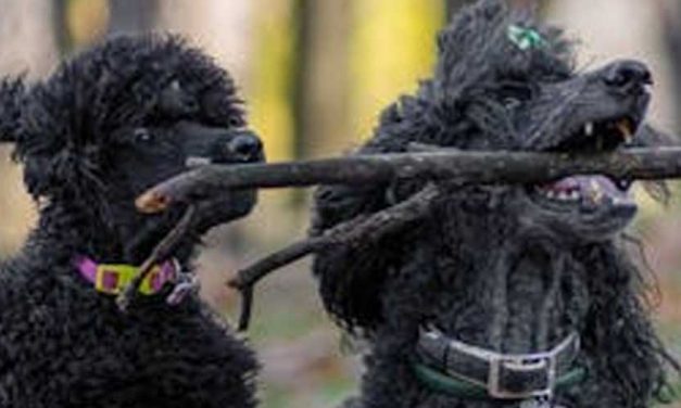 The Corded Poodle: A Unique and Enigmatic Dog Breed