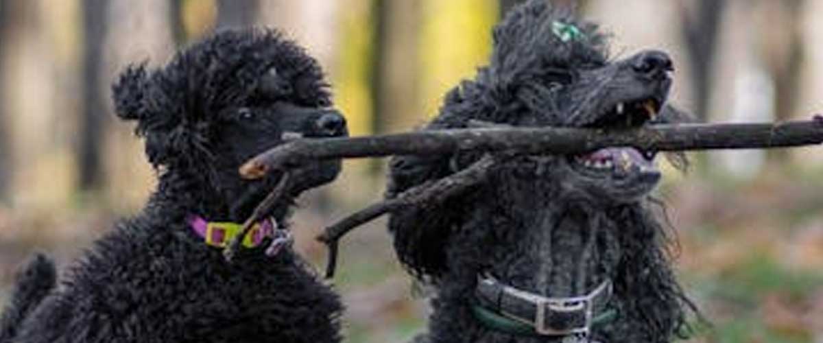 The Corded Poodle: A Unique and Enigmatic Dog Breed