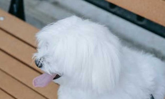 The Coton de Tulear: A Charming Companion