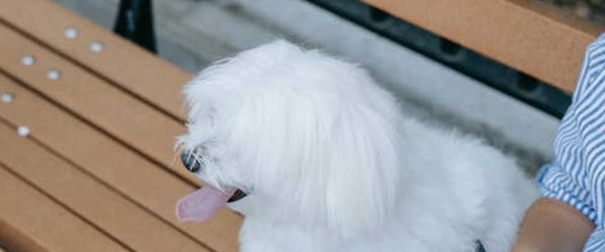 The Coton de Tulear: A Charming Companion