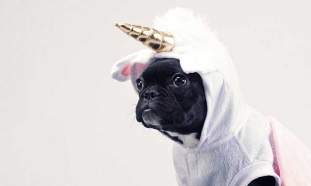 Does Crate Training Help Calm Puppies?