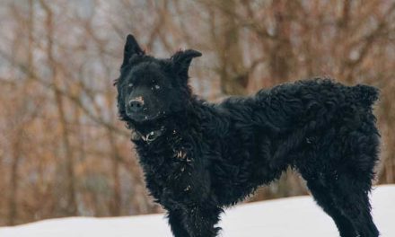 The Croatian Sheepdog: A Loyal and Versatile Companion