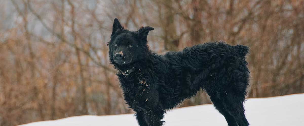 The Croatian Sheepdog: A Loyal and Versatile Companion