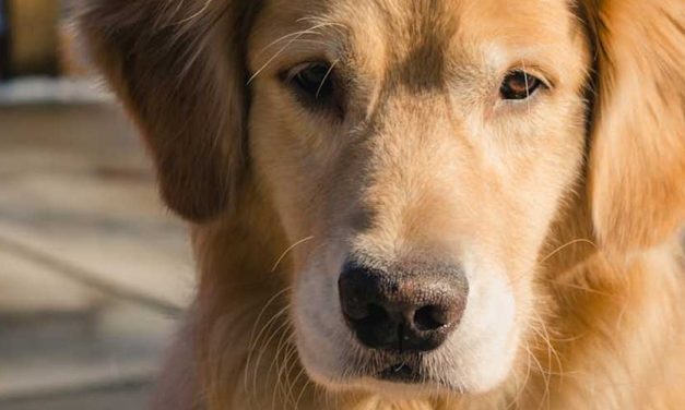 The Curly-coated Retriever: A Distinctive and Loyal Companion