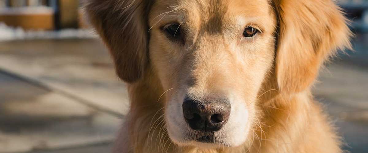 The Curly-coated Retriever: A Distinctive and Loyal Companion