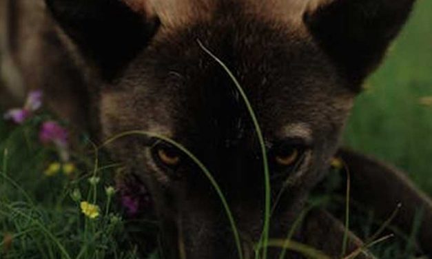 The Czech Wolfdog: A Unique Blend of Beauty and Bravery