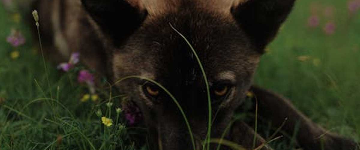 The Czech Wolfdog: A Unique Blend of Beauty and Bravery