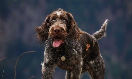 The Czesky Fousek: A Unique Companion for Hunting and Home