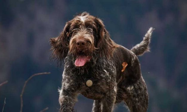 The Czesky Fousek: A Unique Companion for Hunting and Home