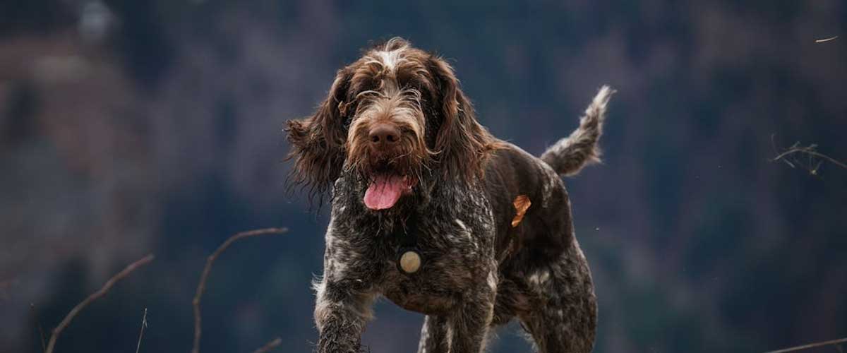 The Czesky Fousek: A Unique Companion for Hunting and Home