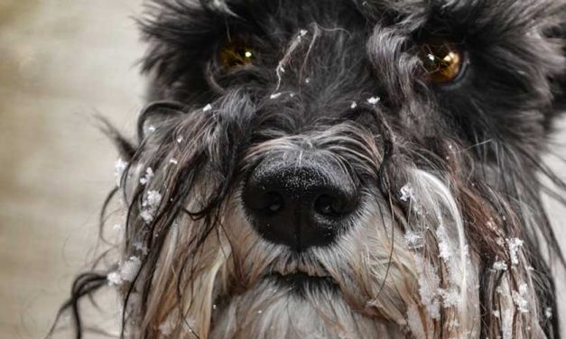 The Cesky Terrier: A Charming and Versatile Companion