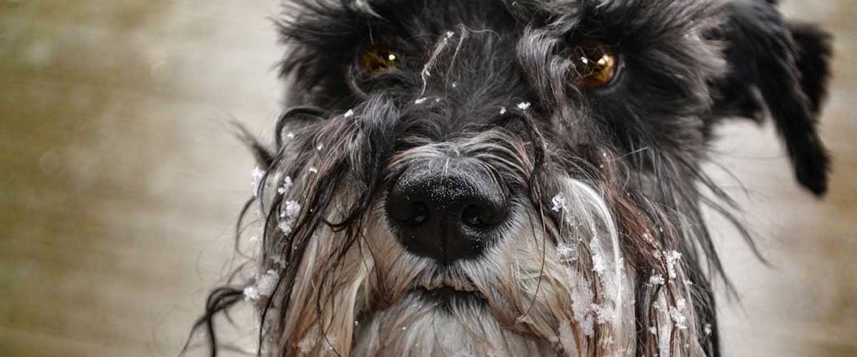 The Cesky Terrier: A Charming and Versatile Companion