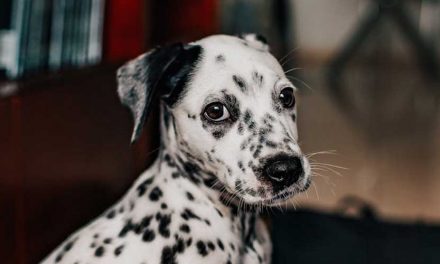 The Dalmatian Dog Breed: A Stalwart of History and Charm