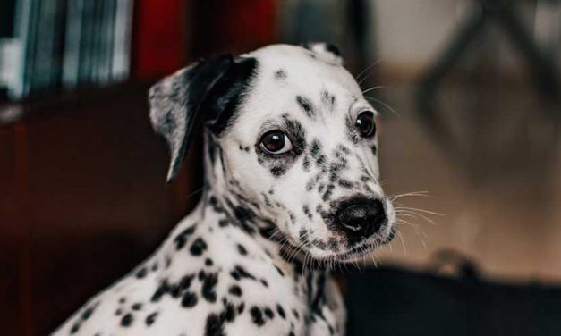 The Dalmatian Dog Breed: A Stalwart of History and Charm